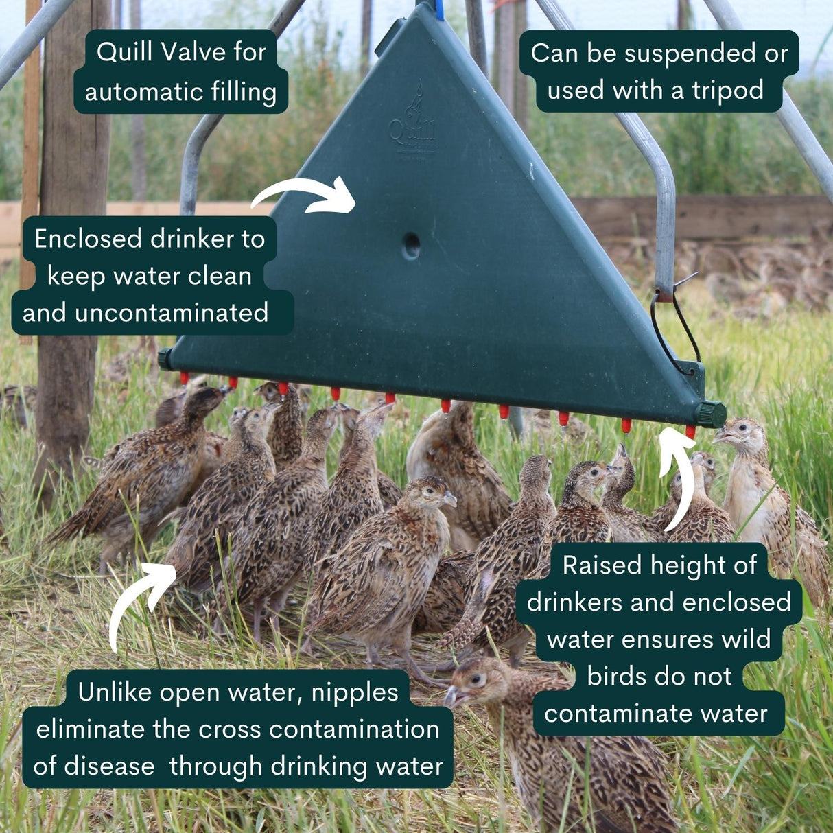 Outdoor Quill Drinker