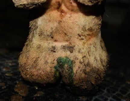 Hoof Spray System with *DROP COIL*, Hoof & Skin Care, Quill Productions