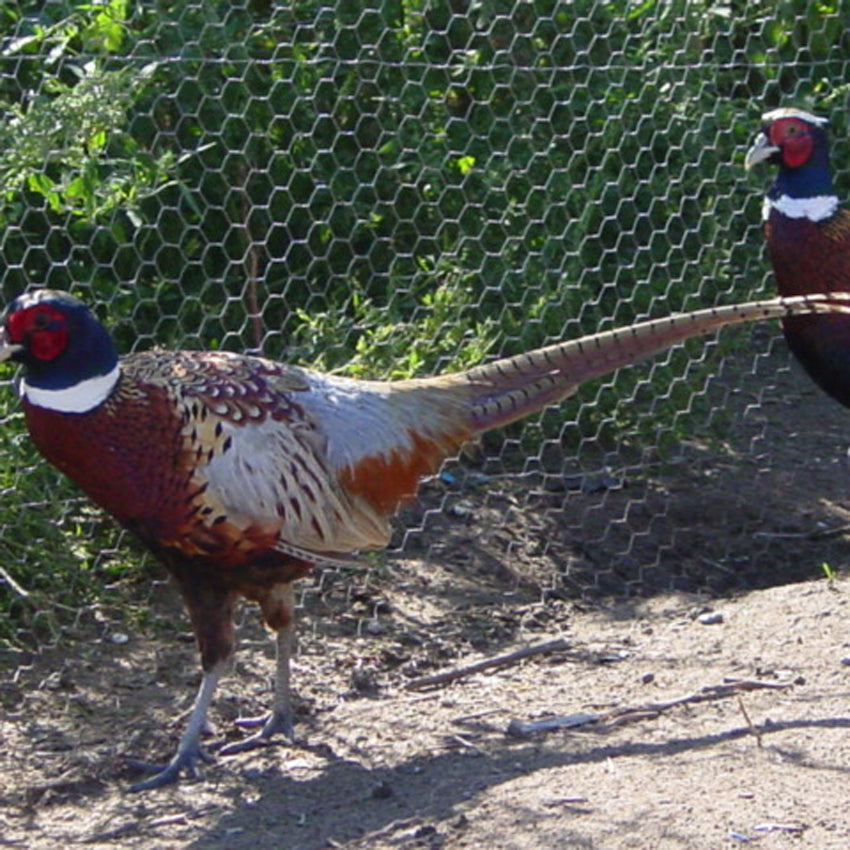 Rabbit Wire Netting (19 gauge), Netting, Quill Productions