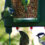 A unique feeding and drinking system to provide birds with clean water, seeds and nuts. Garden birds carry many potentially fatal diseases which are often transmitted by drinking contaminated water. Even if bird baths are disinfected on a daily basis it is inevitable that birds will mess and regurgitate saliva into the water, passing on infection to other birds.